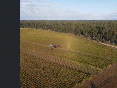 Certified Organic Tea Tree Farm, 1080 Neileys Lagoon Road & 2525 Myall Creek Road , Bungawalbin, NSW 2469