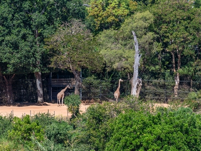 Giraffe Watching In Your Very Own Sanctuary