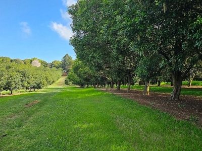 250 Dalwood Road, Dalwood NSW 2477 - Horticulture For Sale